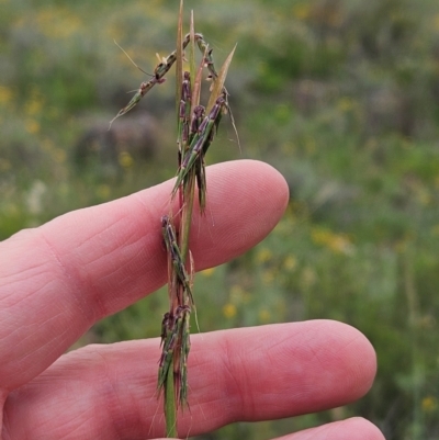 Cymbopogon refractus (Barbed-wire Grass) at The Pinnacle - 23 Jan 2024 by sangio7