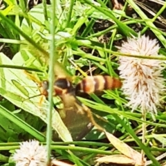 Polistes sp. (genus) (Unidentified paper wasp) at Kambah, ACT - 20 Jan 2024 by galah681