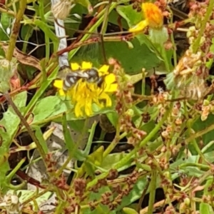 Lasioglossum (Chilalictus) sp. (genus & subgenus) at Little Taylor Grassland (LTG) - 20 Jan 2024 11:08 AM