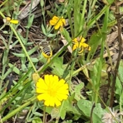 Lasioglossum (Chilalictus) sp. (genus & subgenus) at Little Taylor Grassland (LTG) - 20 Jan 2024 11:08 AM