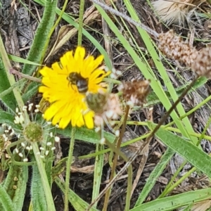 Lasioglossum (Chilalictus) sp. (genus & subgenus) at Little Taylor Grassland (LTG) - 20 Jan 2024 11:08 AM