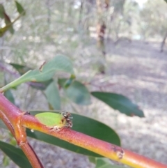 Unidentified Ant (Hymenoptera, Formicidae) at Albury - 24 Jan 2024 by RobCook