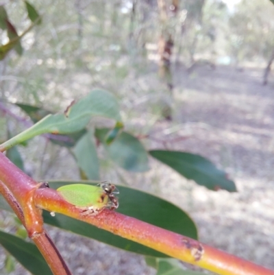 Unidentified Ant (Hymenoptera, Formicidae) at Wirlinga, NSW - 24 Jan 2024 by RobCook