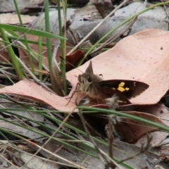 Trapezites phigalioides at Alpine, NSW - 23 Jan 2024 by JanHartog