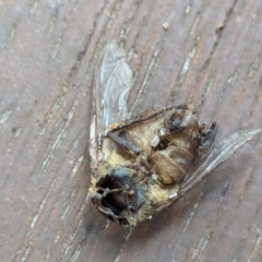 Rutilia sp. (genus) at Watson, ACT - 24 Jan 2024