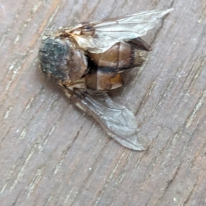 Rutilia sp. (genus) at Watson, ACT - 24 Jan 2024