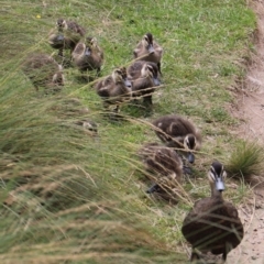 Anas superciliosa (Pacific Black Duck) at Bullocks Flat, NSW - 24 Jan 2024 by JimL