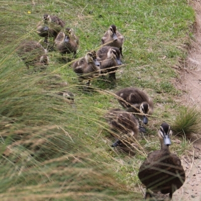 Anas superciliosa (Pacific Black Duck) at Bullocks Flat, NSW - 24 Jan 2024 by JimL