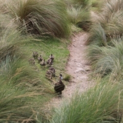 Anas superciliosa at Kosciuszko National Park - 24 Jan 2024