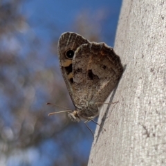 Geitoneura klugii (Marbled Xenica) at Cooma, NSW - 23 Jan 2024 by JimL