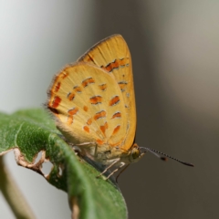 Hypochrysops byzos (Yellow Jewel) at Cotter River, ACT - 23 Jan 2024 by DPRees125