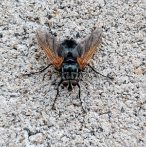 Chetogaster violacea/viridis (complex) at Namadgi National Park - 24 Jan 2024