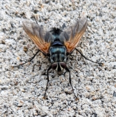 Chetogaster violacea/viridis (complex) at Namadgi National Park - 24 Jan 2024