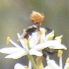 Diptera (order) at Tuggeranong Hill NR  (TGH) - 24 Jan 2024