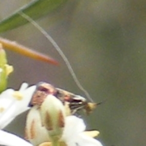 Nemophora sparsella at Tuggeranong Hill NR  (TGH) - 24 Jan 2024 09:39 AM