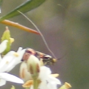 Nemophora sparsella at Tuggeranong Hill NR  (TGH) - 24 Jan 2024 09:39 AM