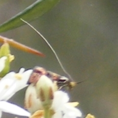 Nemophora sparsella at Tuggeranong Hill NR  (TGH) - 24 Jan 2024 09:39 AM