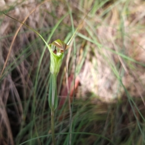 Diplodium decurvum at Namadgi National Park - suppressed