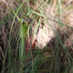 Diplodium decurvum at Namadgi National Park - suppressed