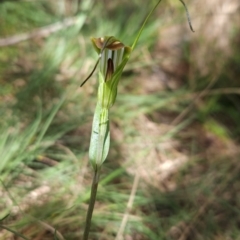 Diplodium decurvum at Namadgi National Park - suppressed