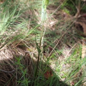 Diplodium decurvum at Namadgi National Park - suppressed