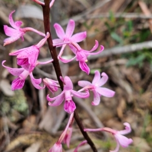 Dipodium roseum at Namadgi National Park - 24 Jan 2024