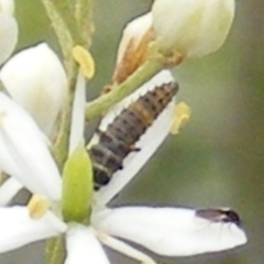 Harmonia conformis (Common Spotted Ladybird) at Calwell, ACT - 24 Jan 2024 by MichaelMulvaney