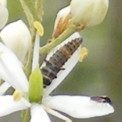 Harmonia conformis (Common Spotted Ladybird) at Calwell, ACT - 23 Jan 2024 by MichaelMulvaney