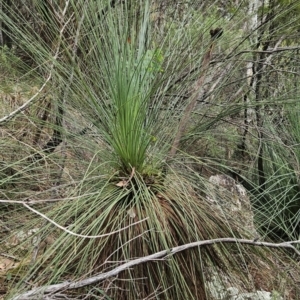 Xanthorrhoea glauca subsp. angustifolia at Namadgi National Park - 24 Jan 2024