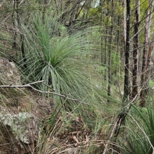 Xanthorrhoea glauca subsp. angustifolia at Namadgi National Park - suppressed