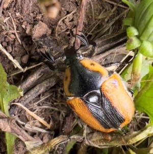 Chondropyga dorsalis at Bredbo, NSW - 23 Jan 2024