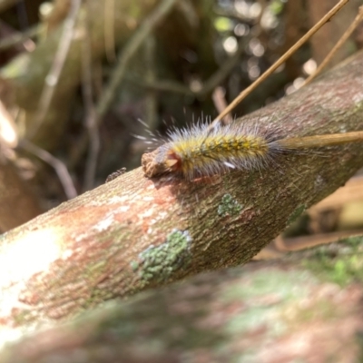 Unidentified Butterfly (Lepidoptera, Rhopalocera) at Tamborine Mountain, QLD - 24 Jan 2024 by 1pepsiman