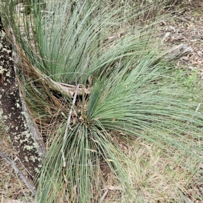 Xanthorrhoea glauca subsp. angustifolia (Grey Grass-tree) at Namadgi National Park - 24 Jan 2024 by BethanyDunne