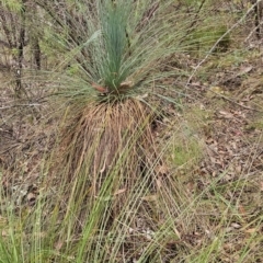 Xanthorrhoea glauca subsp. angustifolia (Grey Grass-tree) at Namadgi National Park - 24 Jan 2024 by BethanyDunne