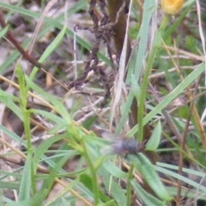 Muscidae (family) at Tuggeranong Hill NR  (TGH) - 24 Jan 2024 10:00 AM