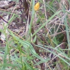 Muscidae (family) at Tuggeranong Hill NR  (TGH) - 24 Jan 2024 10:00 AM