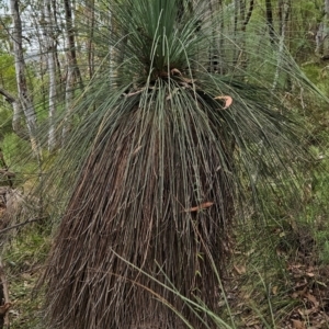 Xanthorrhoea glauca subsp. angustifolia at Namadgi National Park - 24 Jan 2024