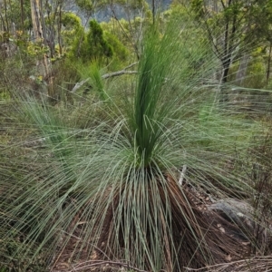 Xanthorrhoea glauca subsp. angustifolia at Namadgi National Park - suppressed