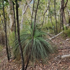 Xanthorrhoea glauca subsp. angustifolia at Namadgi National Park - 24 Jan 2024