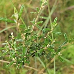 Pomaderris angustifolia at Namadgi National Park - 24 Jan 2024 02:48 PM