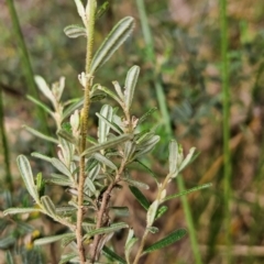 Pomaderris angustifolia at Namadgi National Park - 24 Jan 2024 02:48 PM