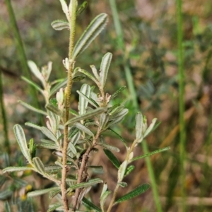 Pomaderris angustifolia at Namadgi National Park - 24 Jan 2024 02:48 PM