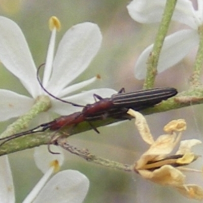 Syllitus microps (Longicorn or Longhorn beetle) at Calwell, ACT - 23 Jan 2024 by MichaelMulvaney