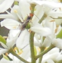 Braconidae (family) (Unidentified braconid wasp) at Tuggeranong Hill - 23 Jan 2024 by MichaelMulvaney