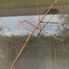 Acrophylla titan (Titan Stick Insect) at Wingecarribee Local Government Area - 22 Jan 2024 by GlossyGal