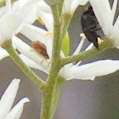 Miridae (family) (Unidentified plant bug) at Calwell, ACT - 23 Jan 2024 by MichaelMulvaney