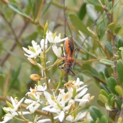 Gminatus australis (Orange assassin bug) at Calwell, ACT - 23 Jan 2024 by MichaelMulvaney