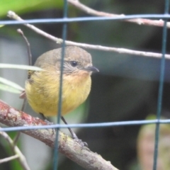 Acanthiza nana (Yellow Thornbill) at Wingecarribee Local Government Area - 12 Jan 2024 by GlossyGal
