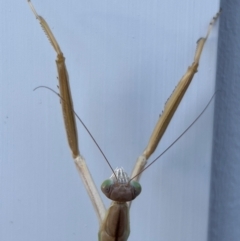 Tenodera australasiae at Jindabyne, NSW - 24 Jan 2024