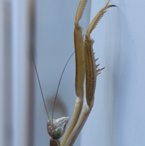 Tenodera australasiae at Jindabyne, NSW - 24 Jan 2024